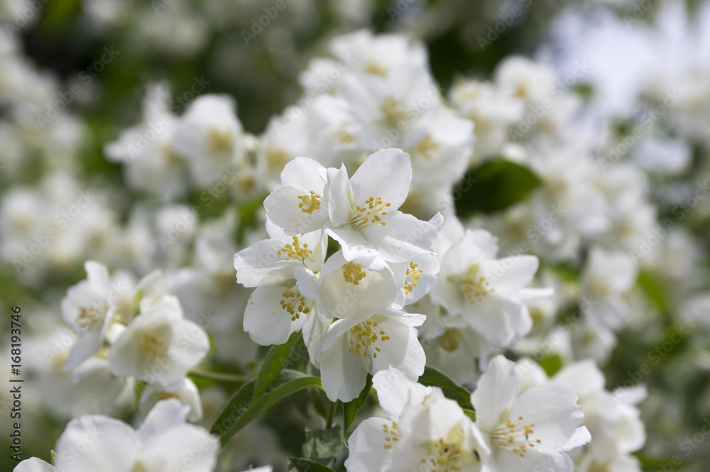 False jasmine, mock-orange, Philadelphus in bloom False jasmine, mock-orange, Philadelphus in bloom