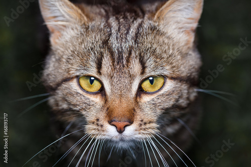bicolor stripes cat with yellow eyes © serkucher