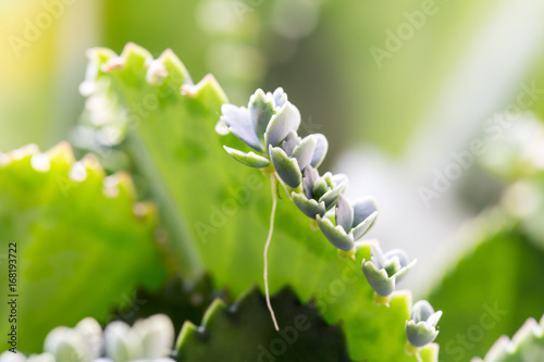 Modified leaf of Bryophyllum pinnatum for education. photo