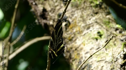 Close up from mating butterflies in the strong wind and forest of the Mombacho Volcano Nature Reserve photo