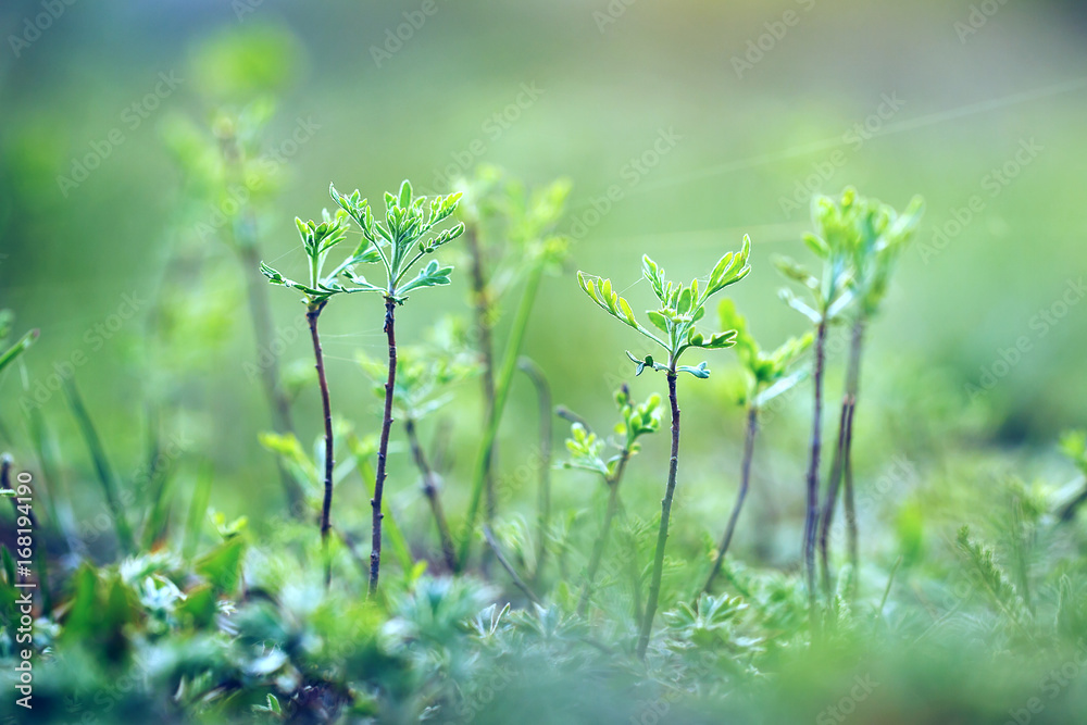Green little trees in forest. Nature outdoor background Green little trees in forest. Nature outdoor background