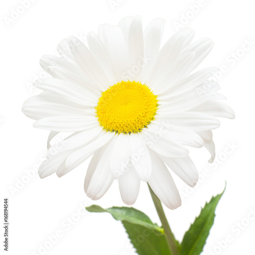 One white daisy flower isolated on white background. Flat lay, top view