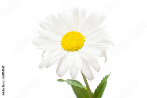 One white daisy flower isolated on white background. Flat lay  top view