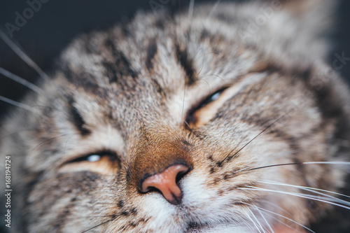 cute sleeping cat portrait