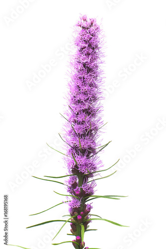 Liatris flower isolated on white background. Bloom. Flat lay, top view