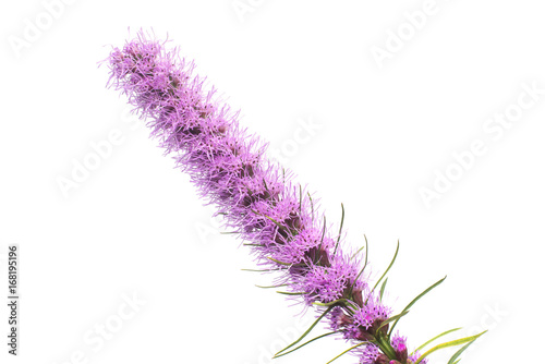 Liatris flower isolated on white background. Bloom. Flat lay, top view