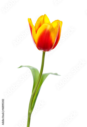 tulip  on white background
