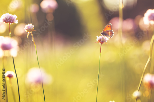 orange butterfly seating on wild pink flower in field at evening sunshine. Nature outdoor autumn vintage photo