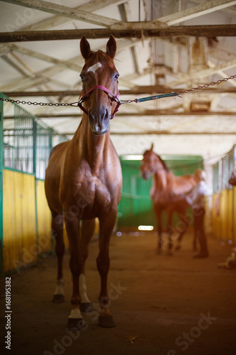 brown horse in the stable