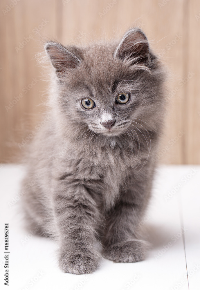 Kurilian Bobtail cat portrait