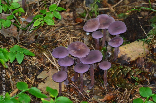 Laccaria amethystina