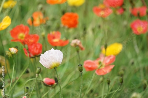 Bunte Blumenwiese mit farbigem Mohn