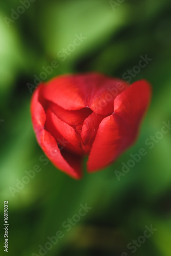Close-up of a bud of a red tulip