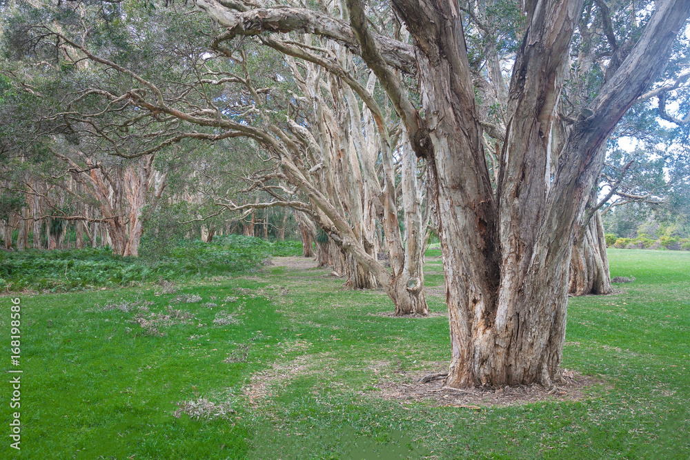 Avenue of paperbark trees in Centennial Park, Sydney, Australia. Avenue of paperbark trees in Centennial Park, Sydney, Australia.