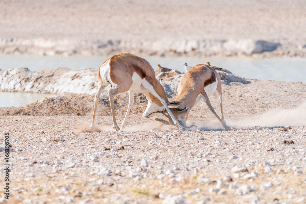 Two springbok rams fighting Two springbok rams fighting