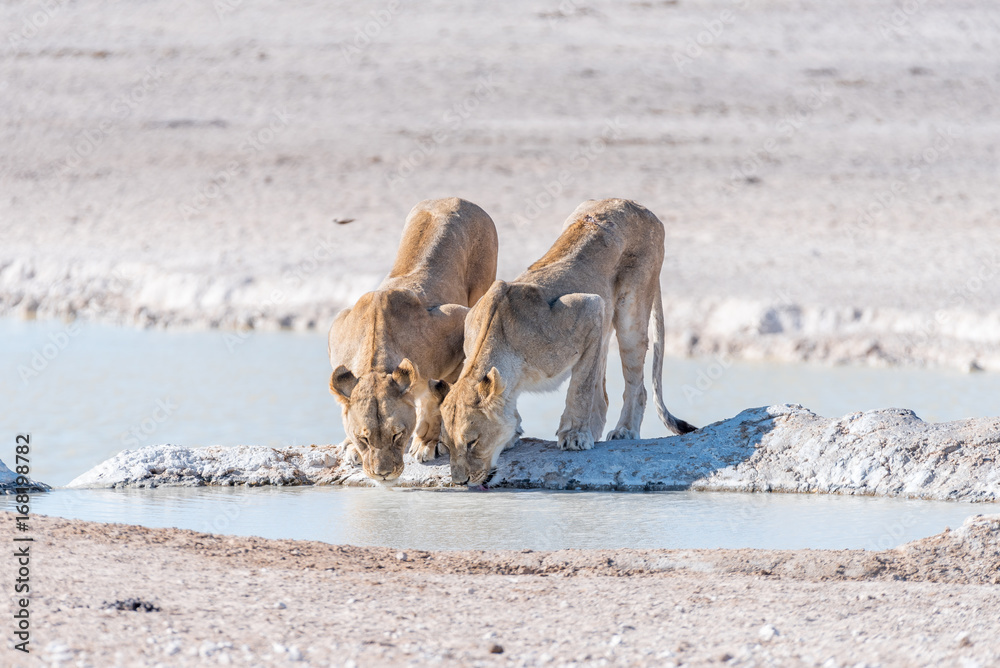 Naklejka premium Female African Lions, Panthera leo, drinking water at a waterhole
