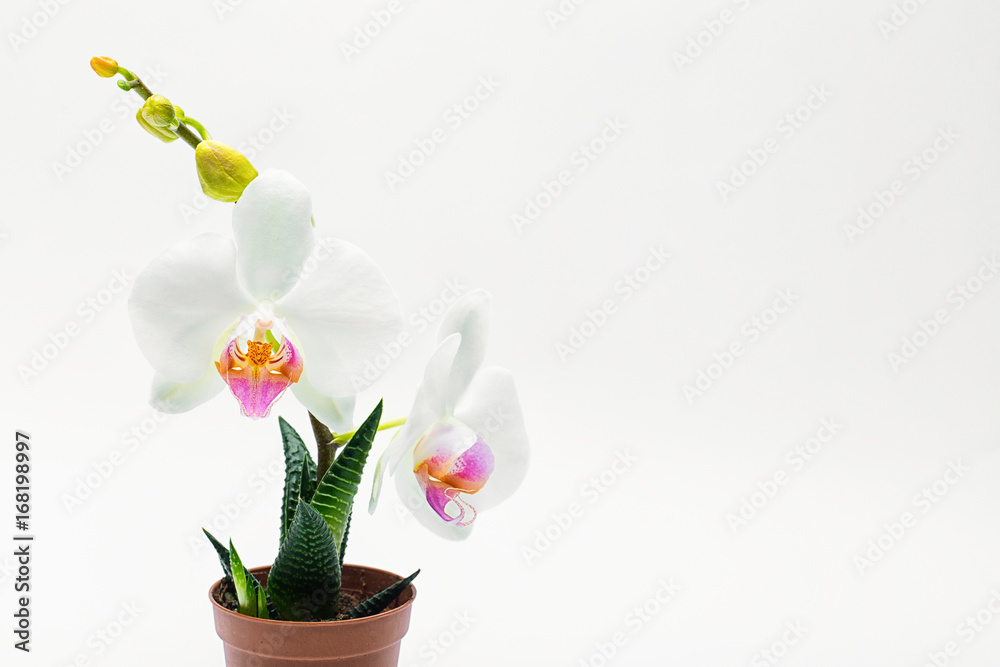white orchid in a pot white orchid in a pot