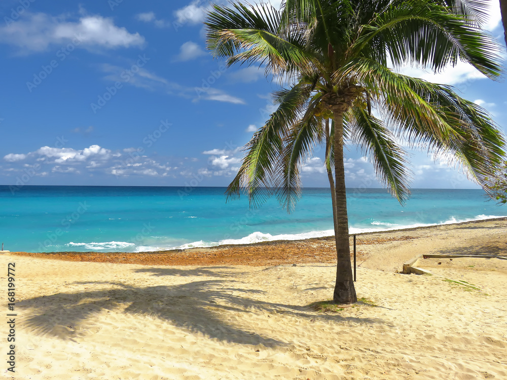 palm trees on the beach of Cuba