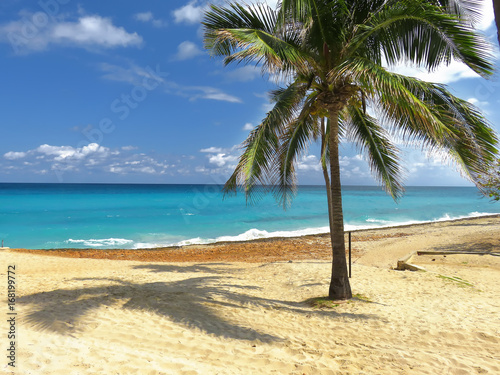 palm trees on the beach of Cuba