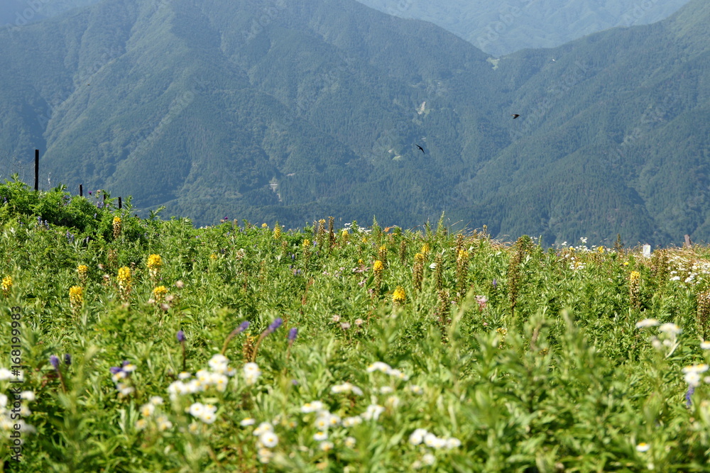 Obraz premium 伊吹山