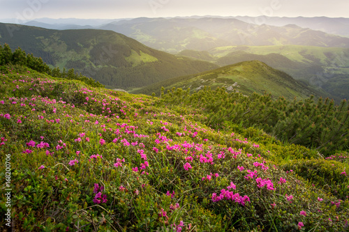 Summer landscape. Flowers of pink rhododendron in the mountain
