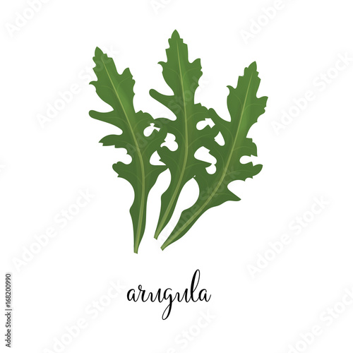 Arugula Green vector illustration. Art leaves of arugula