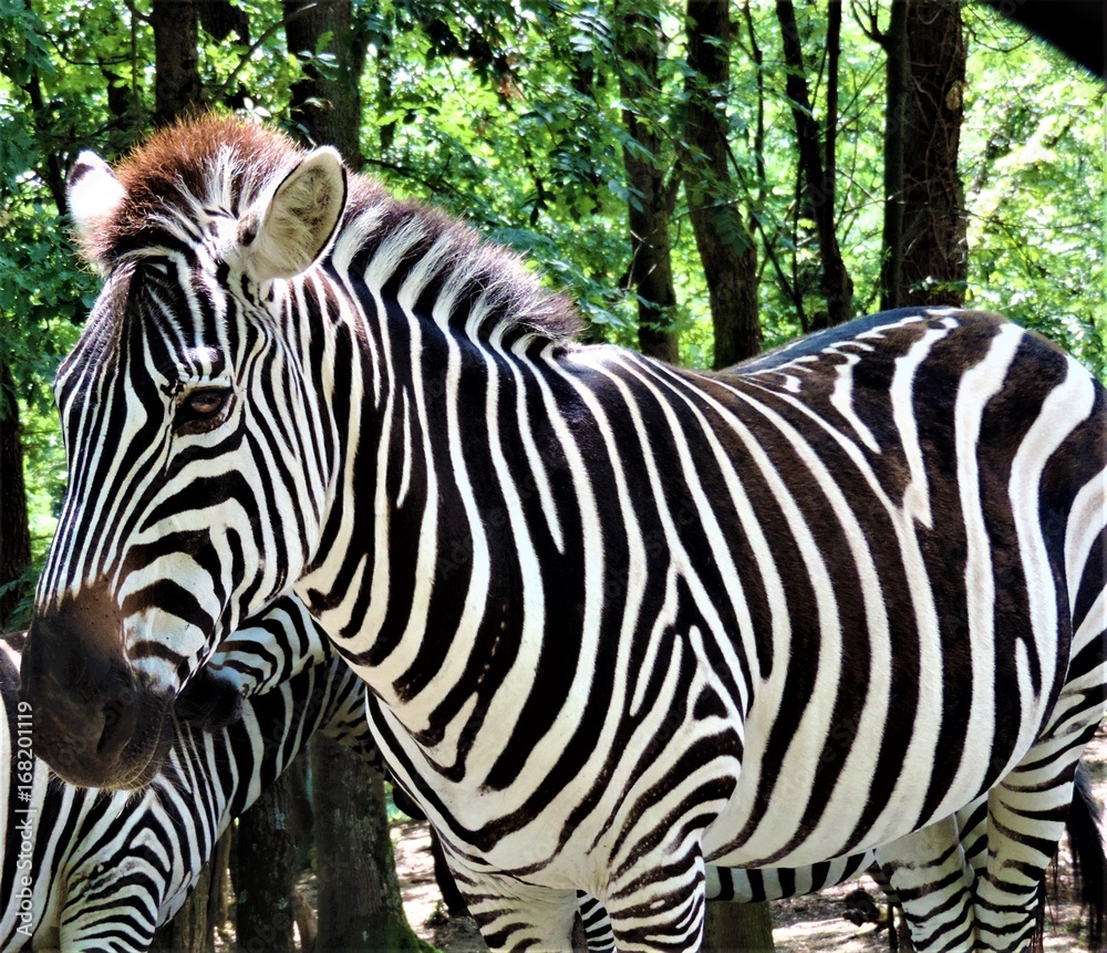 Naklejka premium zebre