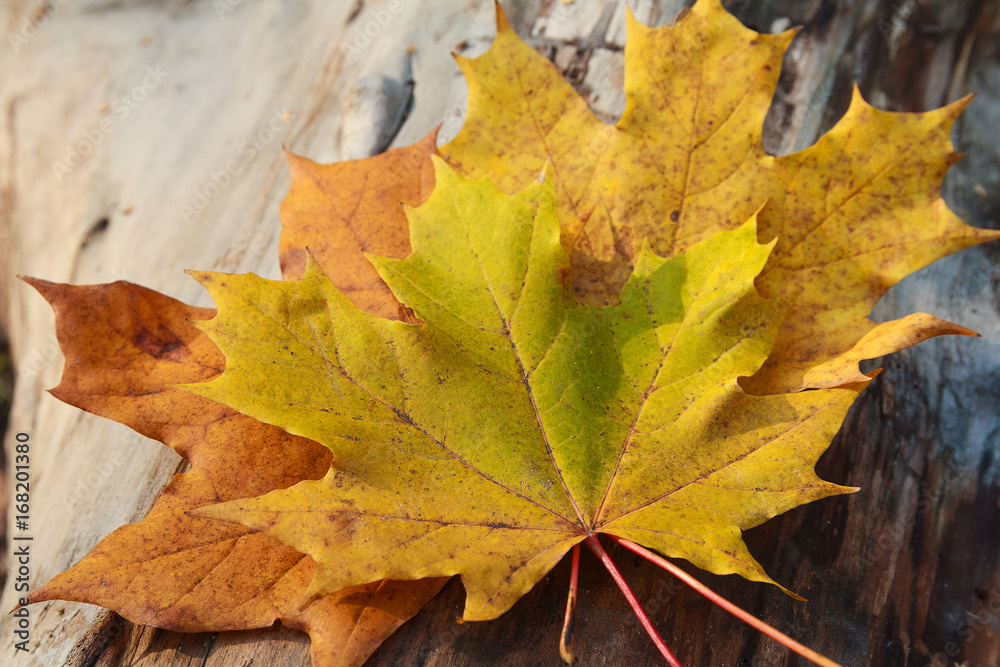 Yellow autumn leaves on a wooden surface close-up