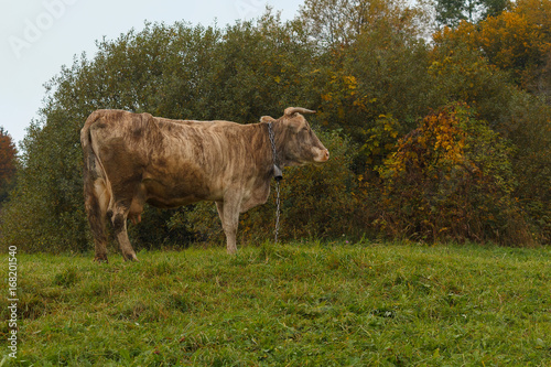 Cow and a bell graze in a meadow. Animals