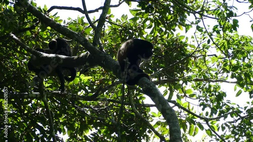 Howler monkeys sitting in a tree at the Mombacho Volcano Nature Reserve in Nicaragua photo