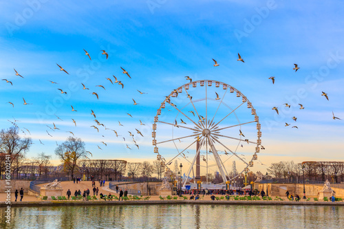 PARIS, FRANCE - DECEMBER 9, 2014: People hang out by pool in front of The giant Ferris Wheel (Grande Roue) is set up on Place de la Concorde sunny day at Jardin des Tuileries & Flocks of flying birds