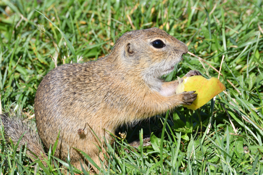 Squirrel lurking and eating in the grass Squirrel lurking and eating in the grass