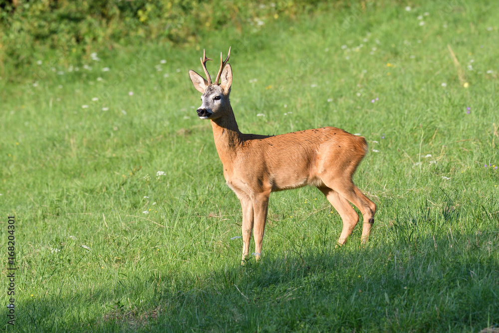 Roe deer with antlers macro on the meadow Roe deer with antlers macro on the meadow