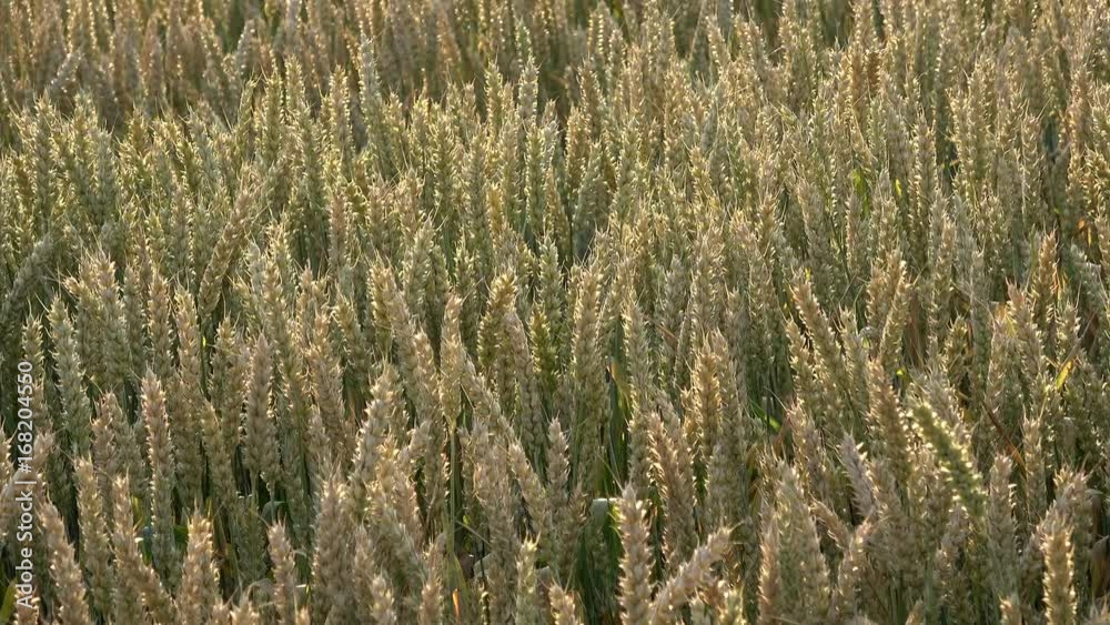 Wheat field. Ears of wheat close up. Background of ripening ears of meadow wheat field. Rich harvest concept. Wheat field. Ears of wheat close up. Background of ripening ears of meadow wheat field. Rich harvest concept.