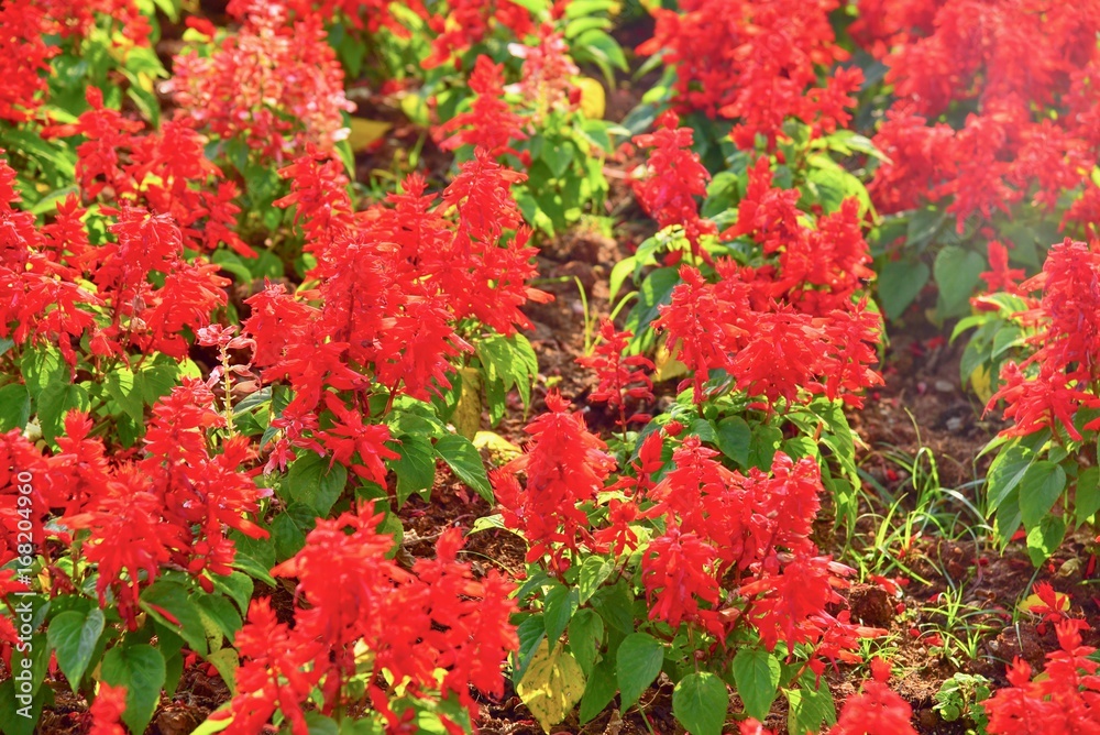 Red Flowers Blooming in a Garden Red Flowers Blooming in a Garden