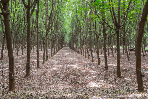 Row of para rubber tree in plantation garden at Thailand