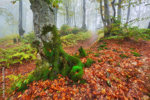 Forest trail in the mountains on autumn day. photo