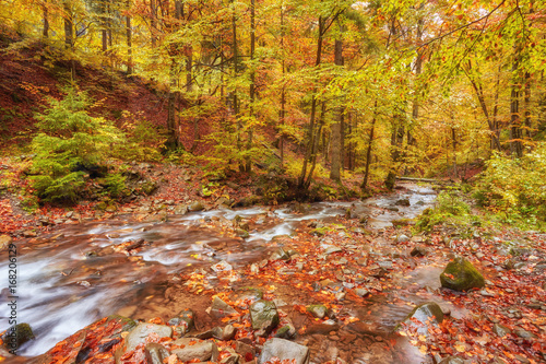 Autumn creek woods with yellow trees foliage and rocks in forest