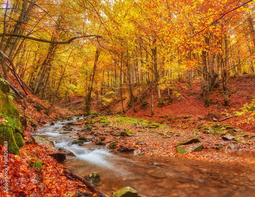 Autumn creek woods with yellow trees foliage and rocks in forest