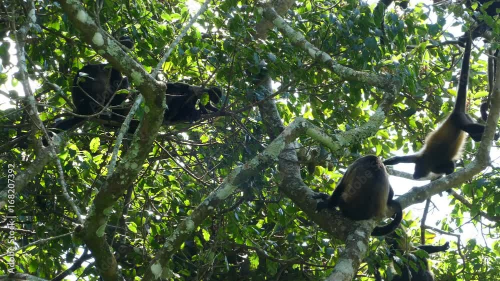 Big group howler monkeys in the forest of at the Mombacho Volcano Nature Reserve in Nicaragua Big group howler monkeys in the forest of at the Mombacho Volcano Nature Reserve in Nicaragua