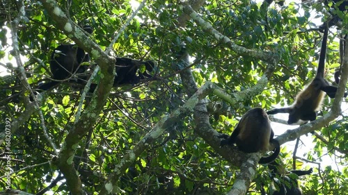 Big group howler monkeys in the forest of at the Mombacho Volcano Nature Reserve in Nicaragua photo