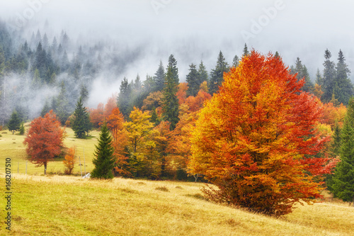 Collection of Beautiful Colorful Autumn Leaves