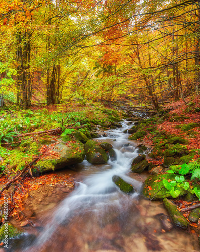Fototapeta Naklejka Na Ścianę i Meble -  Autumn creek woods with yellow trees foliage and rocks in forest