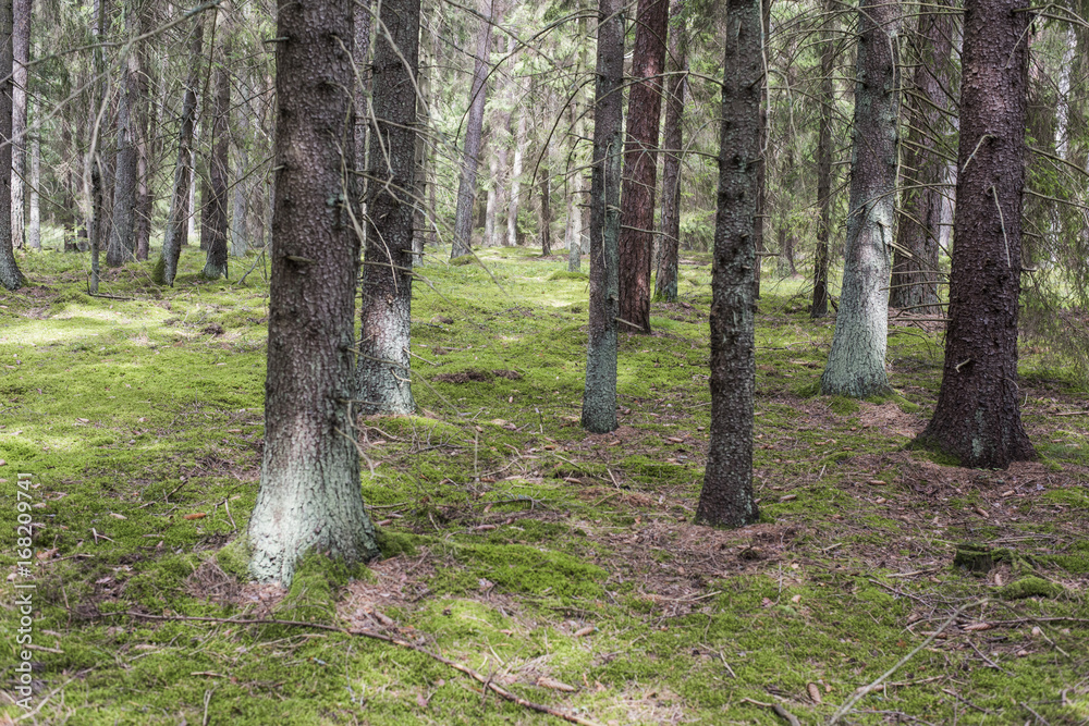 Woods Woods