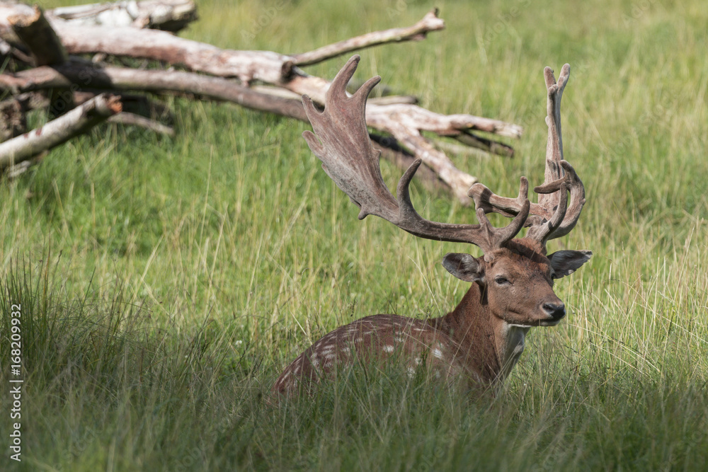 Naklejka premium Hirsch im Wald