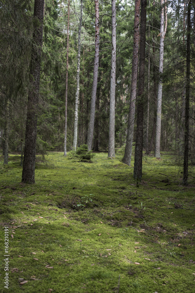 Woods Woods