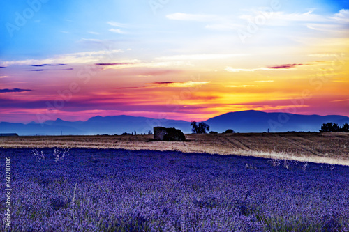 Sunrise over blooming lavender fields
