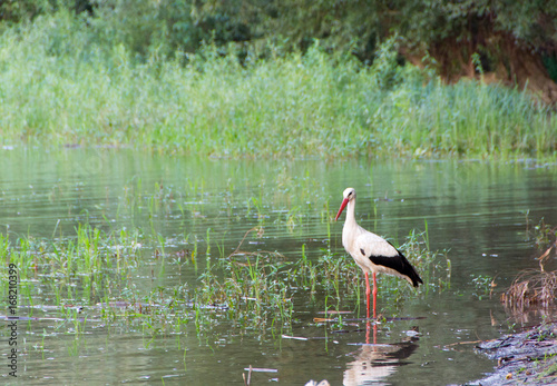Europian white stork