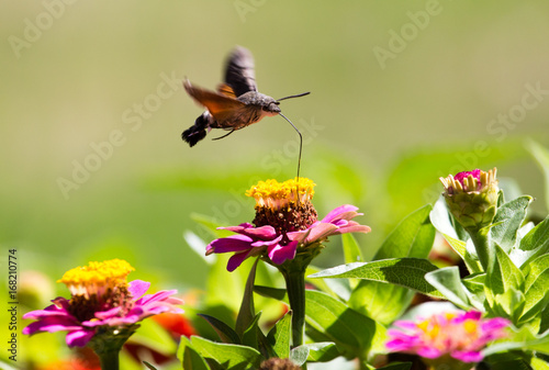 Butterfly in flight gathers nectar from flowers