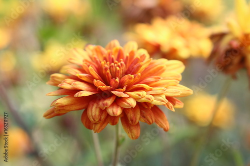Fototapeta Naklejka Na Ścianę i Meble -  flower garden nature orange yellow